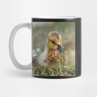 Baby Bird eating Water Flowers Mug